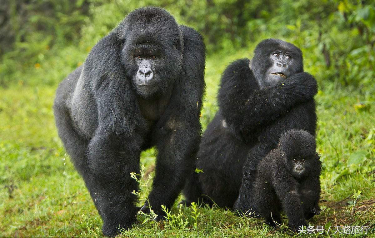 世界“最贵”最难进的公园，门票近万元仍一票难求，公园竟在非洲！