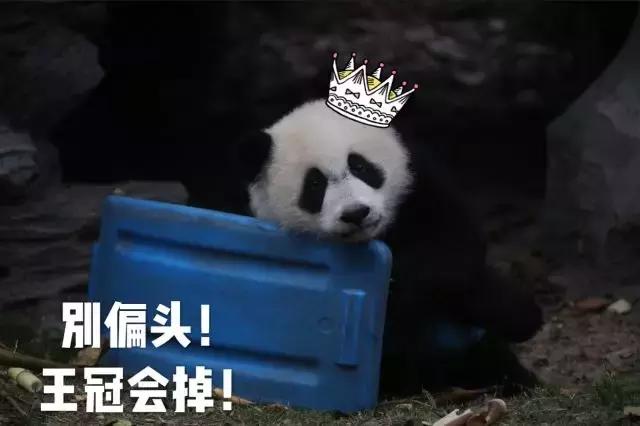 川航三优熊猫,四川航空认养大熊猫