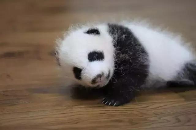 川航三优熊猫,四川航空认养大熊猫