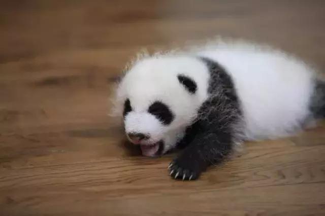 川航三优熊猫,四川航空认养大熊猫