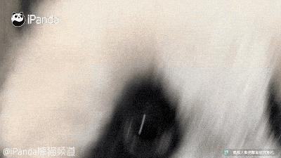 川航三优熊猫,四川航空认养大熊猫