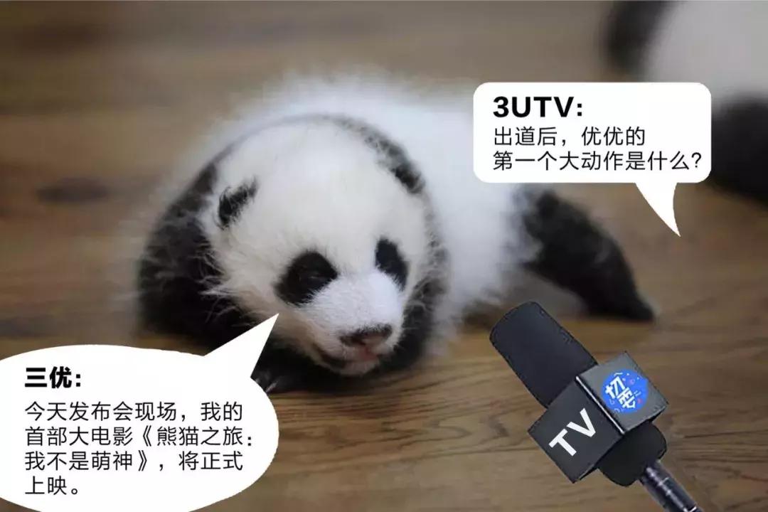 川航三优熊猫,四川航空认养大熊猫