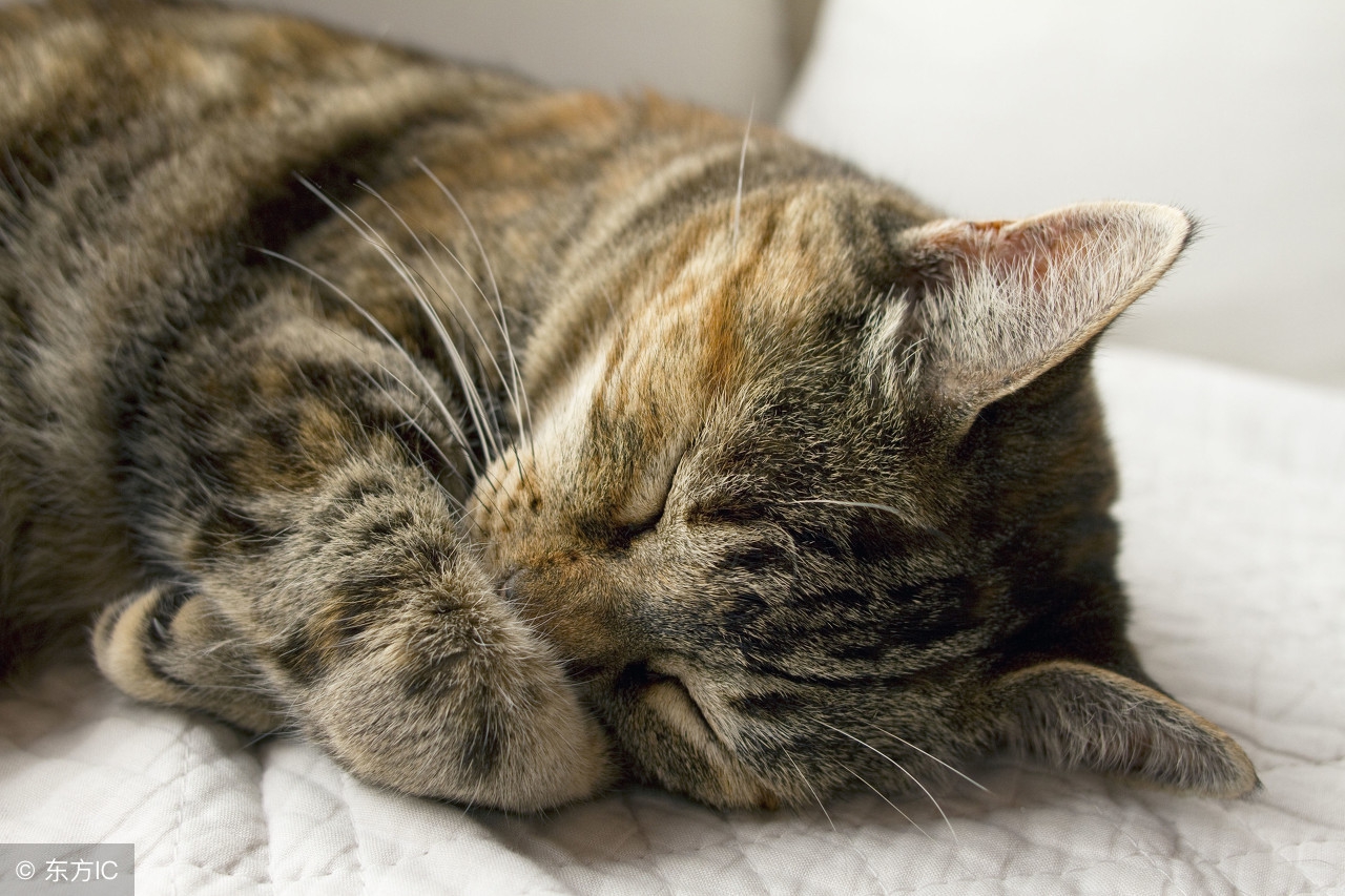 猫咪得了猫癣如何快速恢复,猫咪全身得猫癣怎么治最有效