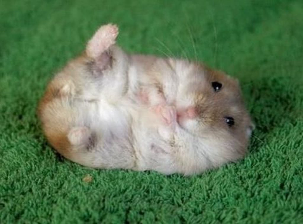 仓鼠要吃什么食物才能养活,仓鼠的几个致命弱点