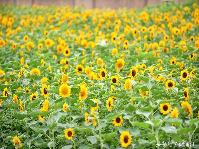 雨后,来蒲江石象湖觅一片“阳光”