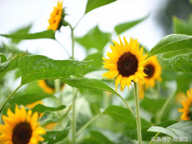 雨后,来蒲江石象湖觅一片“阳光”