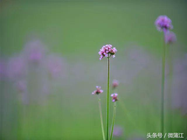 雨后,来蒲江石象湖觅一片“阳光”
