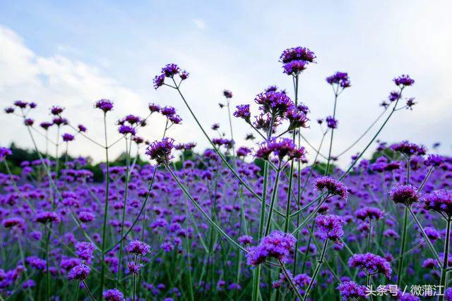 雨后,来蒲江石象湖觅一片“阳光”