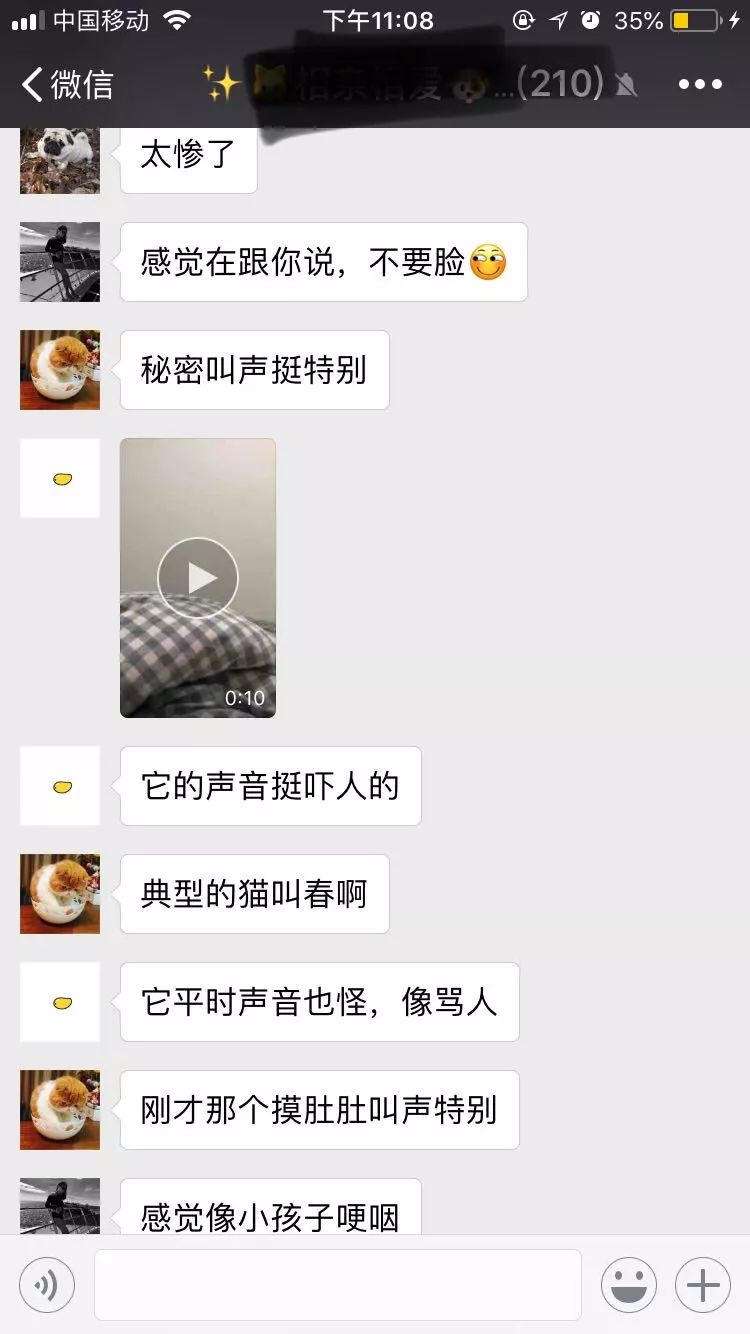 母猫发情要剃毛还叫吗,母猫发情要剃毛还叫