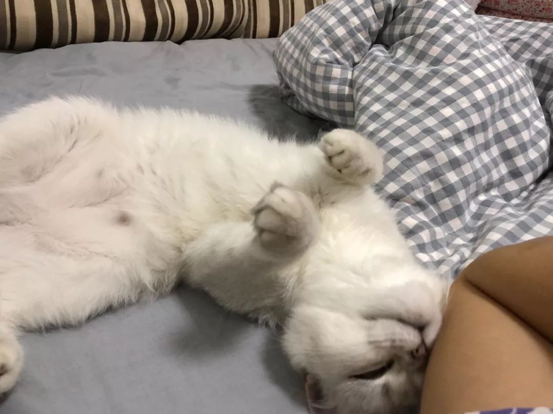 母猫发情要剃毛还叫吗,母猫发情要剃毛还叫