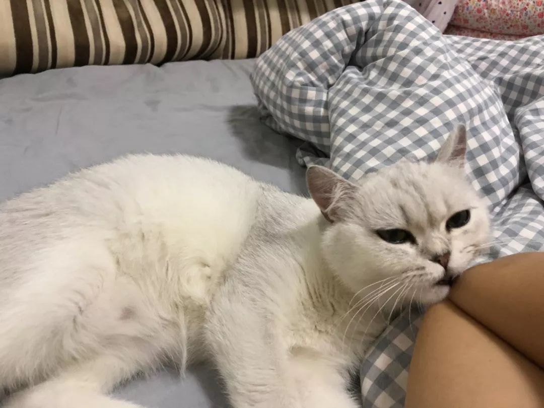 母猫发情要剃毛还叫吗,母猫发情要剃毛还叫