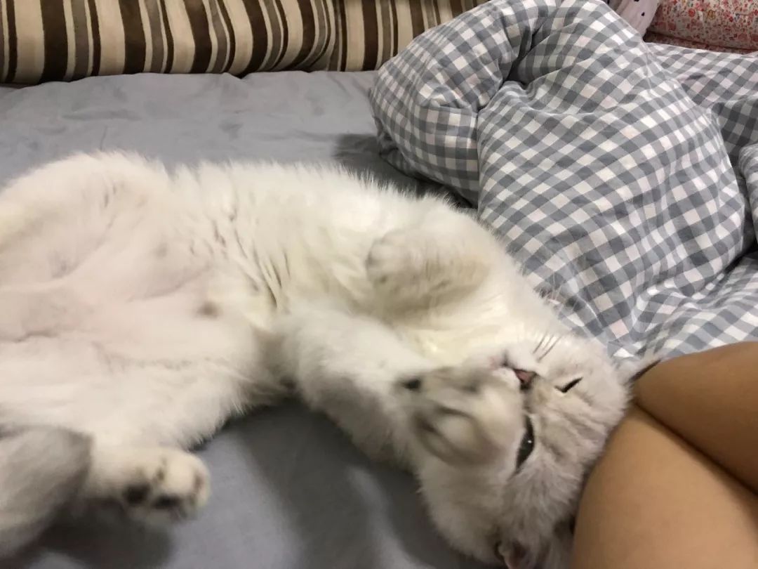 母猫发情要剃毛还叫吗,母猫发情要剃毛还叫