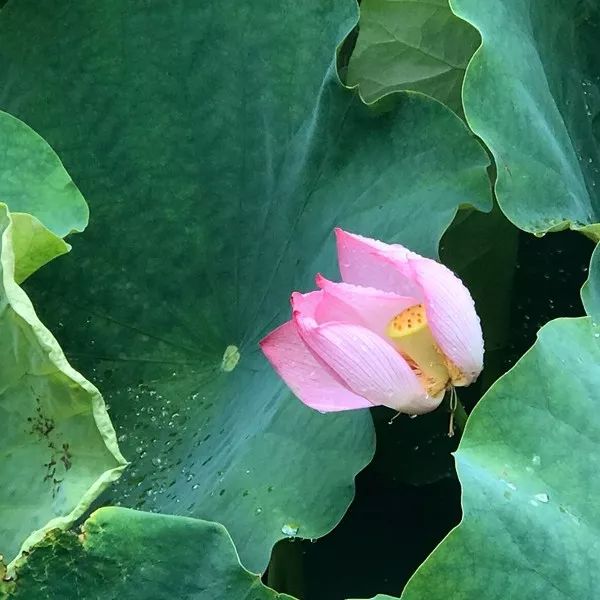 胡小闹语录,胡小闹好句