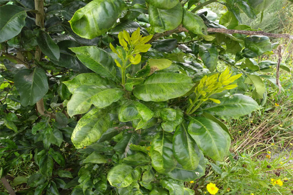 柚子树叶子黄了怎么治疗,柚子树叶子发黄用什么药