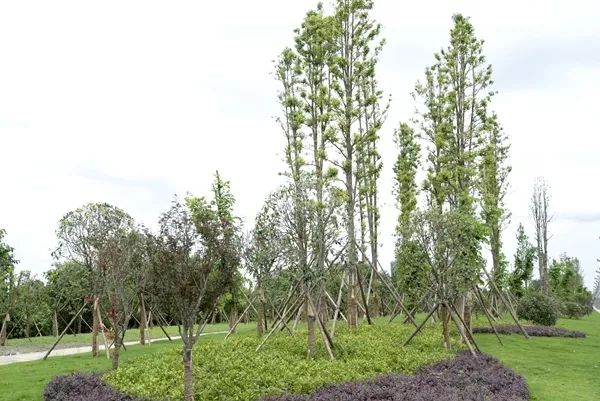 「翡翠之城」好消息！光华大道绿道投入使用，一路骑行到金马河喽！