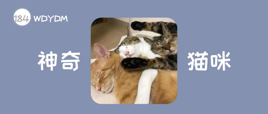 为什么养猫的人越养越多,养猫人越早知道对猫咪越好的事情