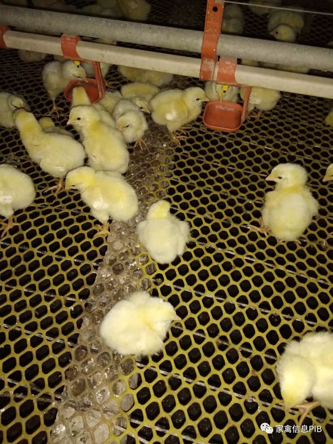 肉鸡弱雏的特征,肉鸡弱雏多是咋回事