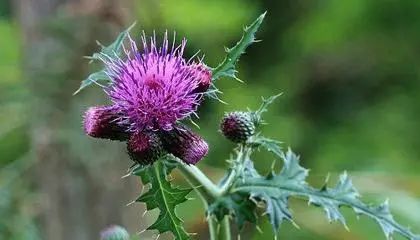 「百草园」那些“悬壶济世”的植物（六十四）蓟