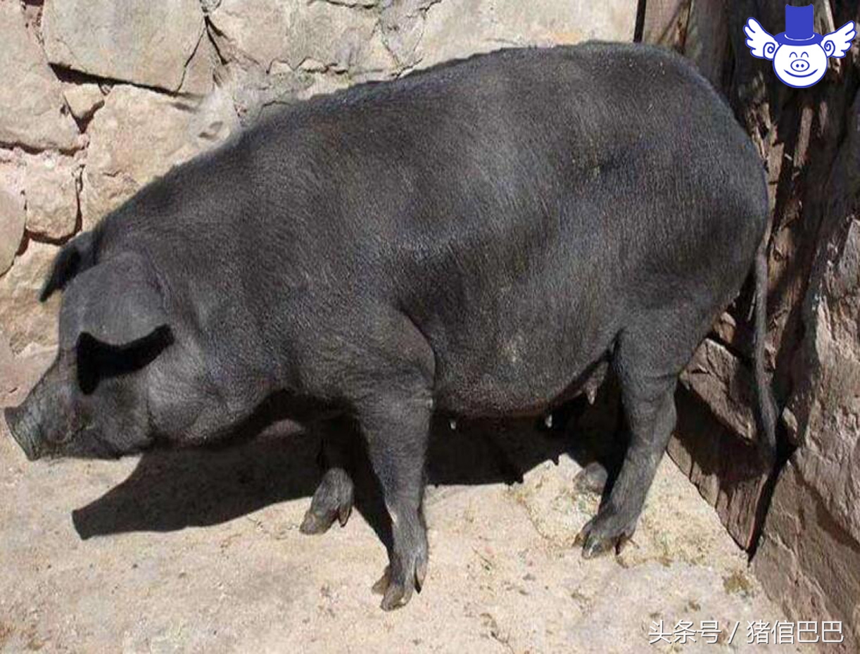 母猪什么时候配崽最好,母猪配完种最多多少天产仔