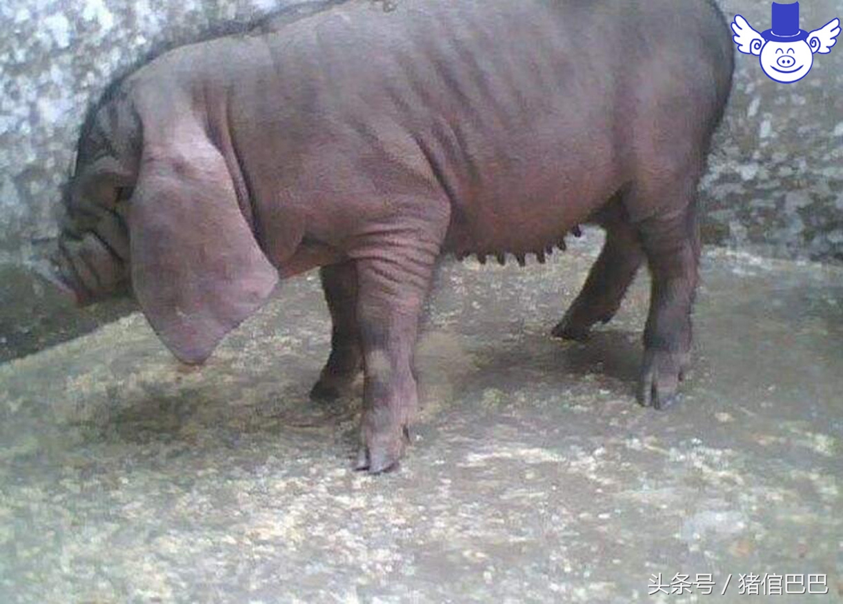 母猪什么时候配崽最好,母猪配完种最多多少天产仔