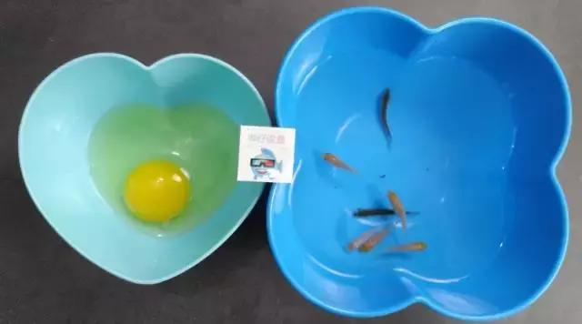 哗仔说鱼新鱼入缸怎样处理,哗仔养水流程