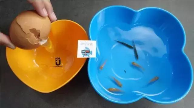 哗仔说鱼新鱼入缸怎样处理,哗仔养水流程