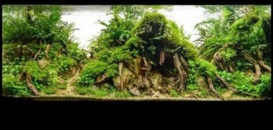 水草缸造景用什么石头,水草缸造景多少钱一套