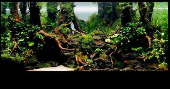 水草缸造景用什么石头,水草缸造景多少钱一套