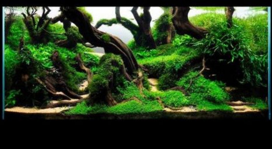 水草缸造景用什么石头,水草缸造景多少钱一套