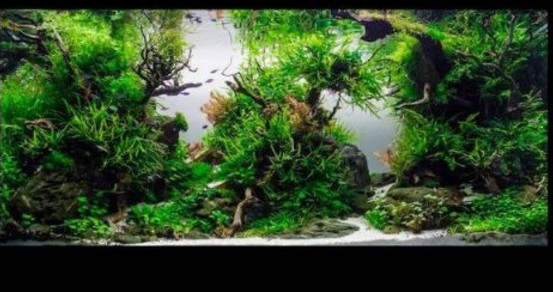 水草缸造景用什么石头,水草缸造景多少钱一套