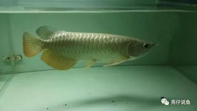 哪个品种的龙鱼好看又便宜,2018年龙鱼品种和价格表