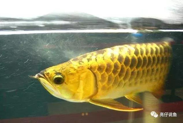 哪个品种的龙鱼好看又便宜,2018年龙鱼品种和价格表