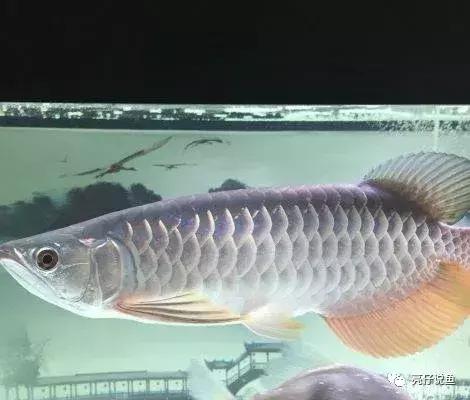 哪个品种的龙鱼好看又便宜,2018年龙鱼品种和价格表