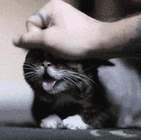 猫咪的铲屎官注意事项 (铲屎官最应该给猫咪的5种东西)