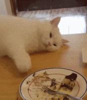 猫咪的铲屎官注意事项 (铲屎官最应该给猫咪的5种东西)