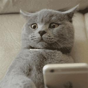 猫咪的铲屎官注意事项 (铲屎官最应该给猫咪的5种东西)