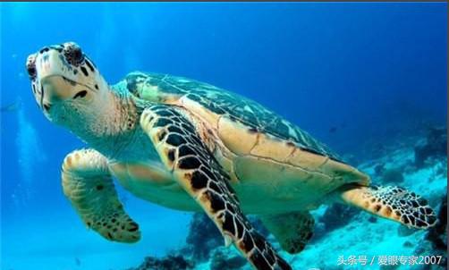 眼镜材质玳瑁特点,玳瑁眼镜材料