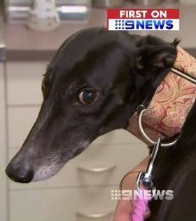 狗狗生病输液以后更加严重,狗狗生病输血