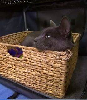 狗狗生病输液以后更加严重,狗狗生病输血