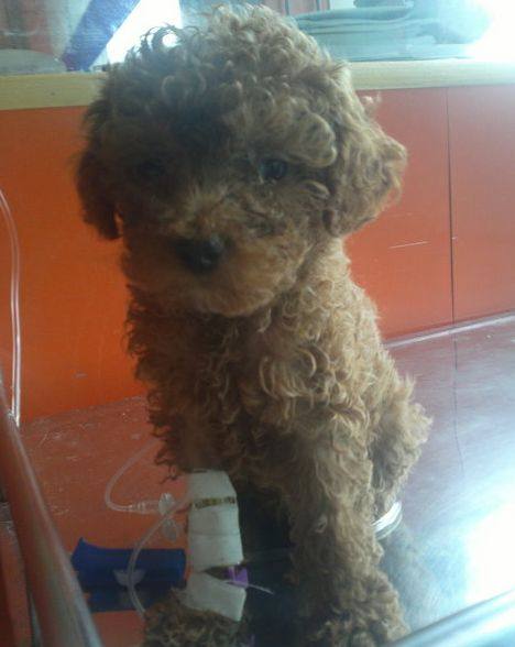 狗狗生病输液以后更加严重,狗狗生病输血