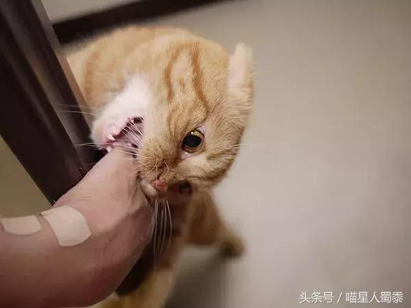 宠物猫不小心咬到主人表情萌翻了,猫咪咬到主人的手猫咪伤心的表情