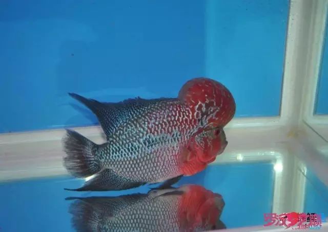 小罗烧牛筋,小罗烧鱿鱼