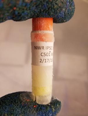 灭绝物种复活？首个试管犀牛南北杂交胚胎诞生！