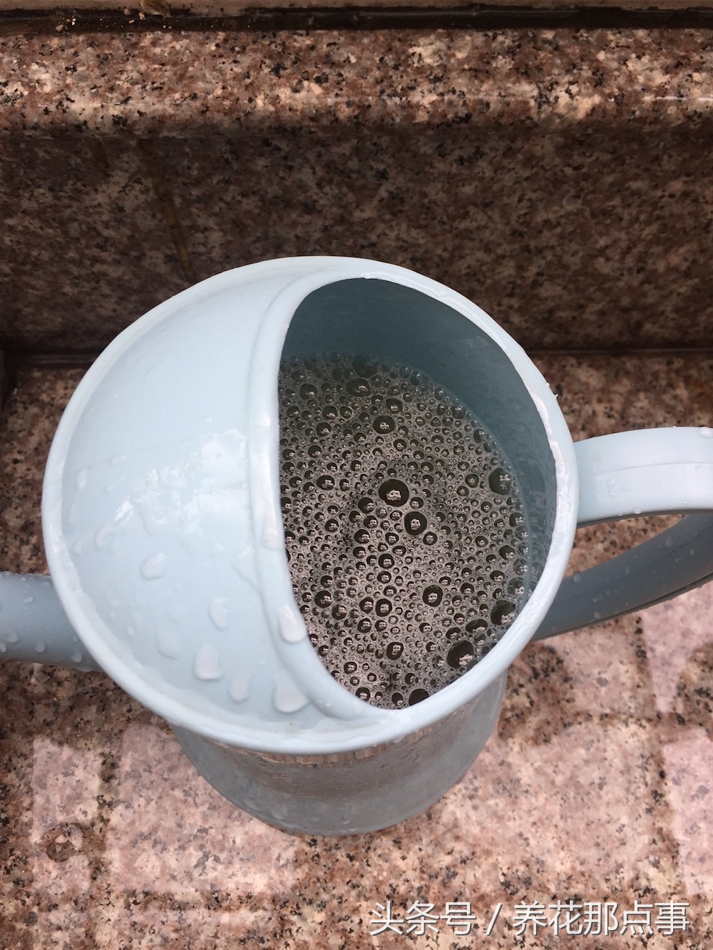 喝剩的啤酒能浇月季花吗,过期的啤酒能直接用来浇花吗