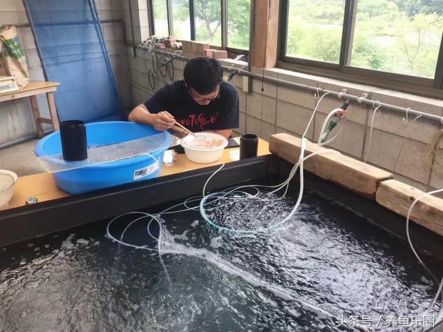 走访日本,日本的锦鲤池