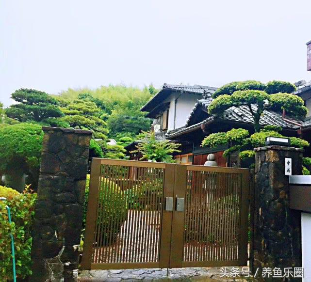 走访日本,日本的锦鲤池