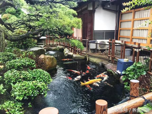 走访日本,日本的锦鲤池