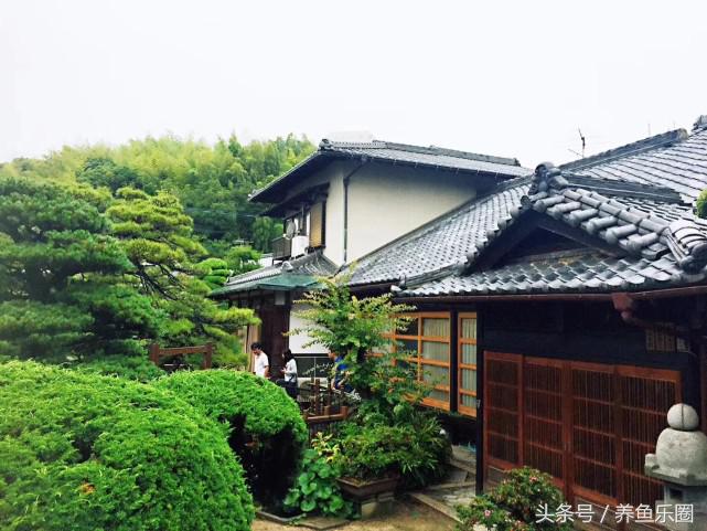 走访日本,日本的锦鲤池