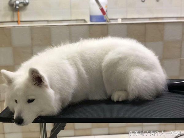 萨摩耶犬真的智商低吗,萨摩耶真的智商很低吗