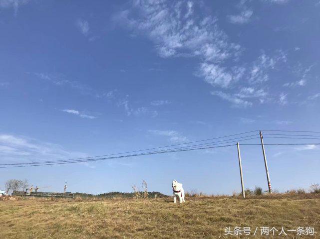 萨摩耶犬真的智商低吗,萨摩耶真的智商很低吗